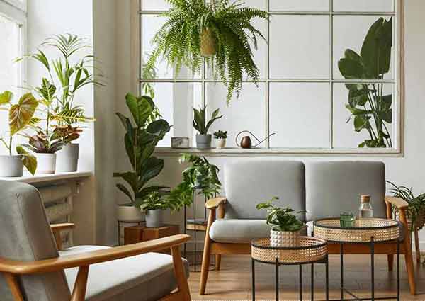 Decorate with House Plants