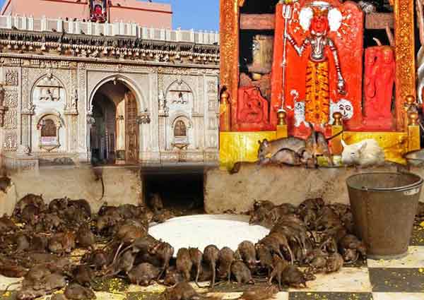 karni mata temple rajasthan