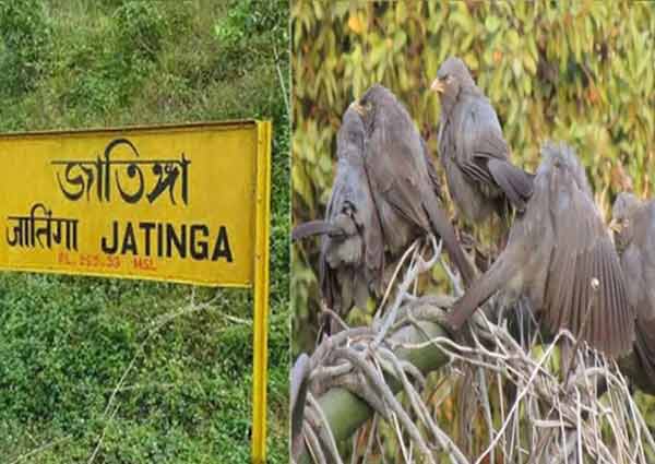 place of suicidal birds in jatinga assam